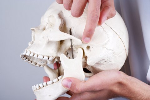Doctor holding a synthetic skull and pointing at temporomandibular joint (articulation temporomandibularis).