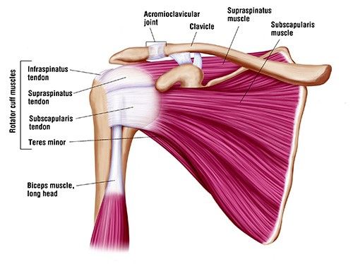 FIGURE 1: The rotator cuff is made up of 4 muscles which work to stabilize the shoulder